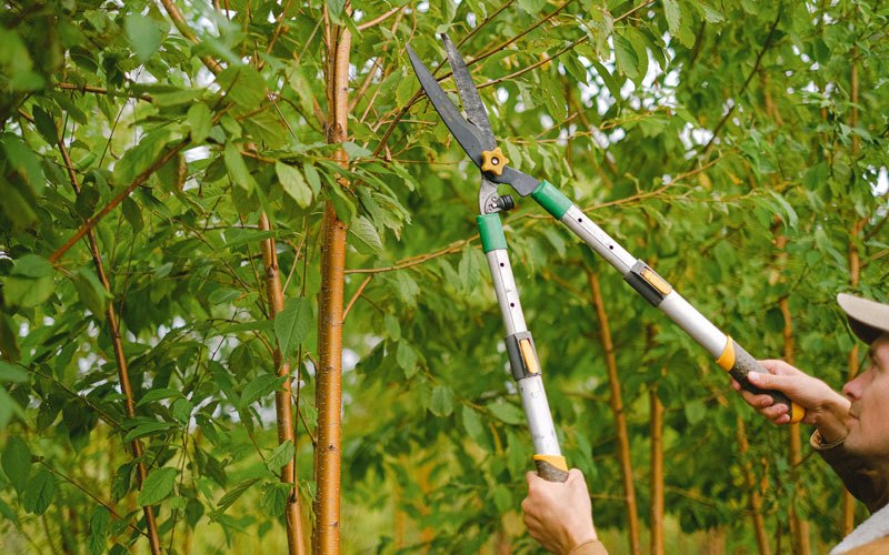 Tree trimming in Lyndonville, VT
